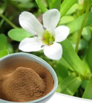 Brown herbal extract powder in a bowl beside a white flowering plant, likely Bacopa monnieri